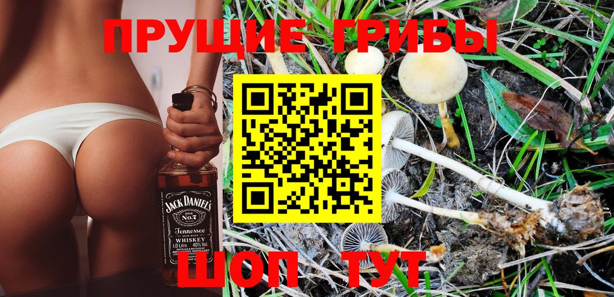 Галлюциногенные грибы Psilocybine cubensis Ачинск